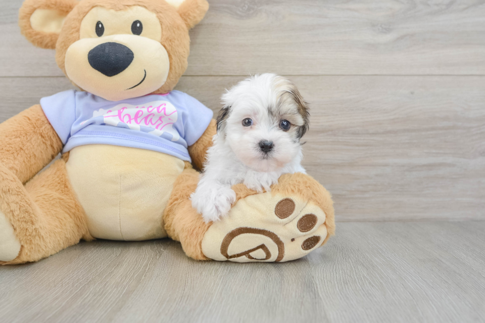 Playful Shitzu Designer Puppy