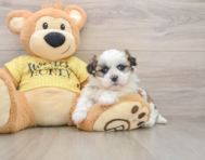 5 week old Teddy Bear Puppy For Sale - Pilesgrove Pups