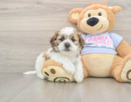 5 week old Teddy Bear Puppy For Sale - Pilesgrove Pups