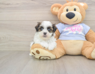 6 week old Teddy Bear Puppy For Sale - Pilesgrove Pups