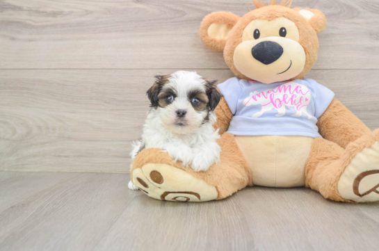 Teddy Bear Pup Being Cute