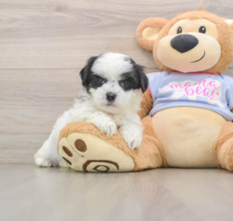 5 week old Teddy Bear Puppy For Sale - Pilesgrove Pups