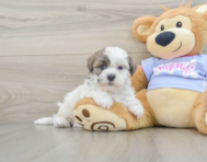 8 week old Teddy Bear Puppy For Sale - Pilesgrove Pups