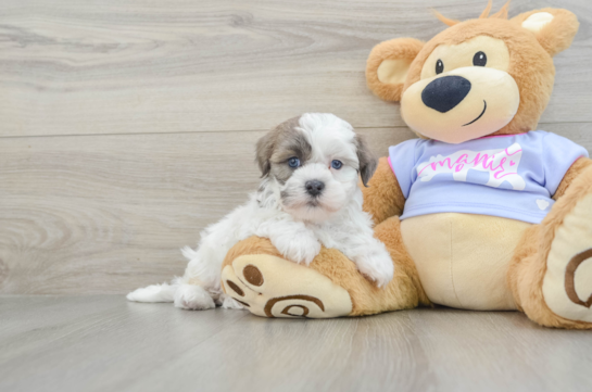 Adorable Shichon Designer Puppy