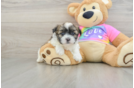 Teddy Bear Pup Being Cute