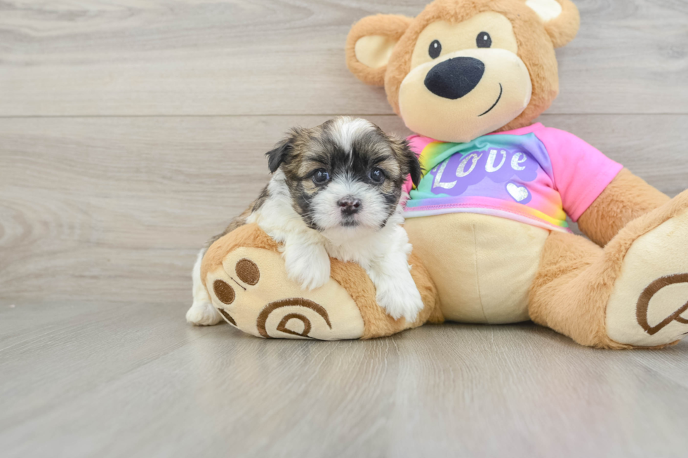Teddy Bear Pup Being Cute