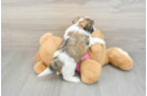 Friendly Teddy Bear Baby