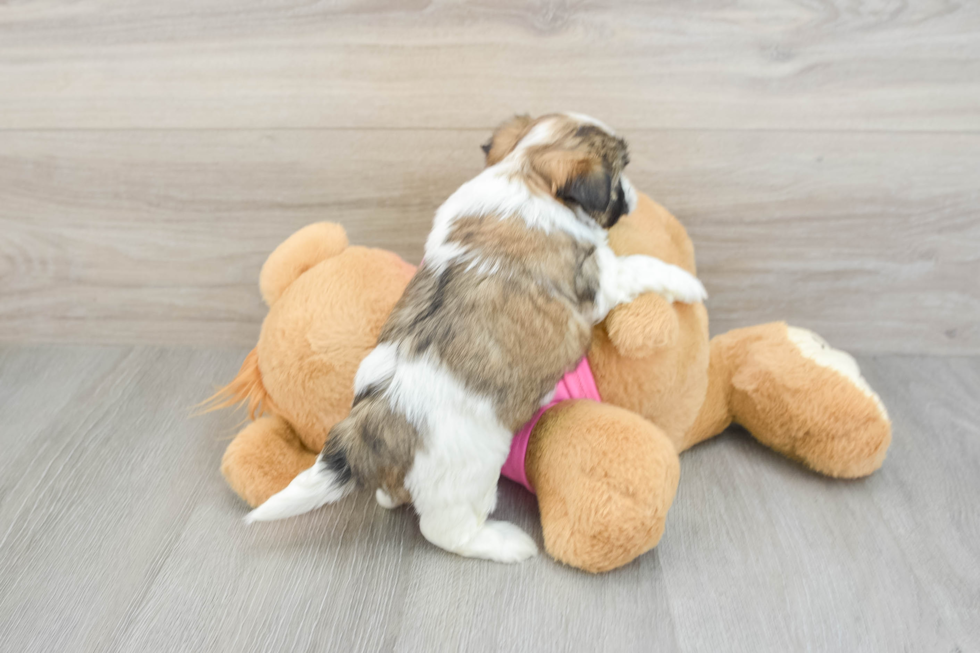 Friendly Teddy Bear Baby