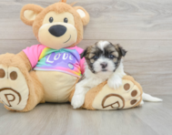 6 week old Teddy Bear Puppy For Sale - Pilesgrove Pups