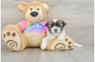 Teddy Bear Puppy for Adoption