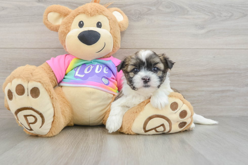 Teddy Bear Puppy for Adoption