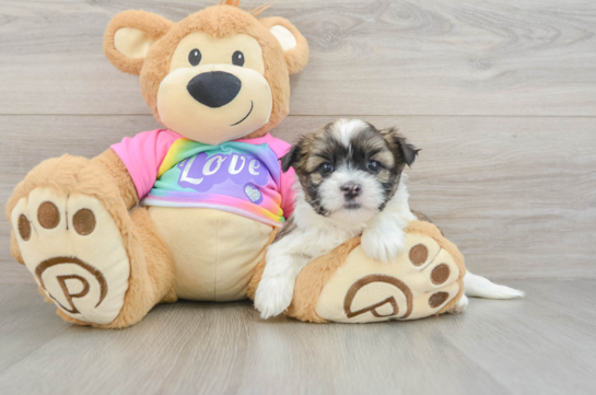 Teddy Bear Puppy for Adoption
