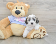 7 week old Teddy Bear Puppy For Sale - Pilesgrove Pups