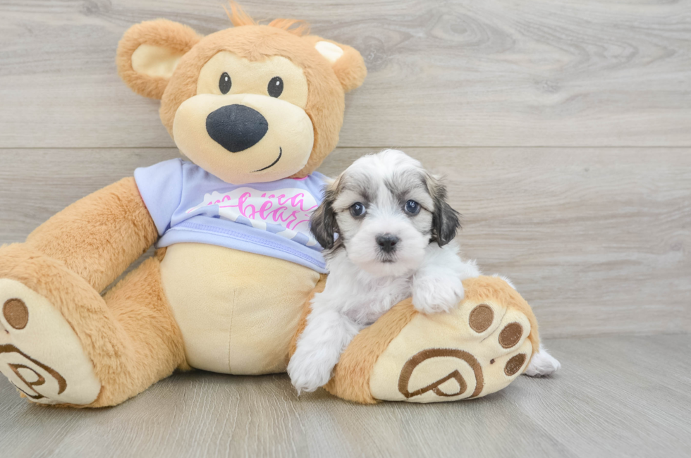 6 week old Teddy Bear Puppy For Sale - Pilesgrove Pups