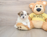 5 week old Teddy Bear Puppy For Sale - Pilesgrove Pups