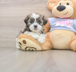 5 week old Teddy Bear Puppy For Sale - Pilesgrove Pups