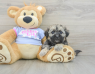 8 week old Teddy Bear Puppy For Sale - Pilesgrove Pups