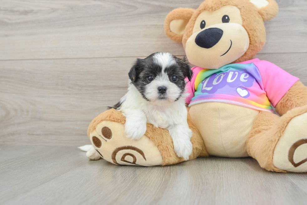 Best Teddy Bear Baby