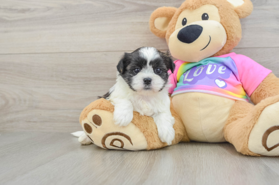 Best Teddy Bear Baby