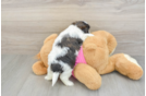 Funny Teddy Bear Designer Pup