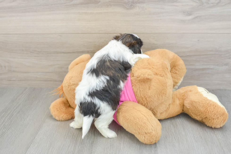 Funny Teddy Bear Designer Pup