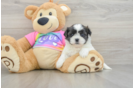 Teddy Bear Puppy for Adoption