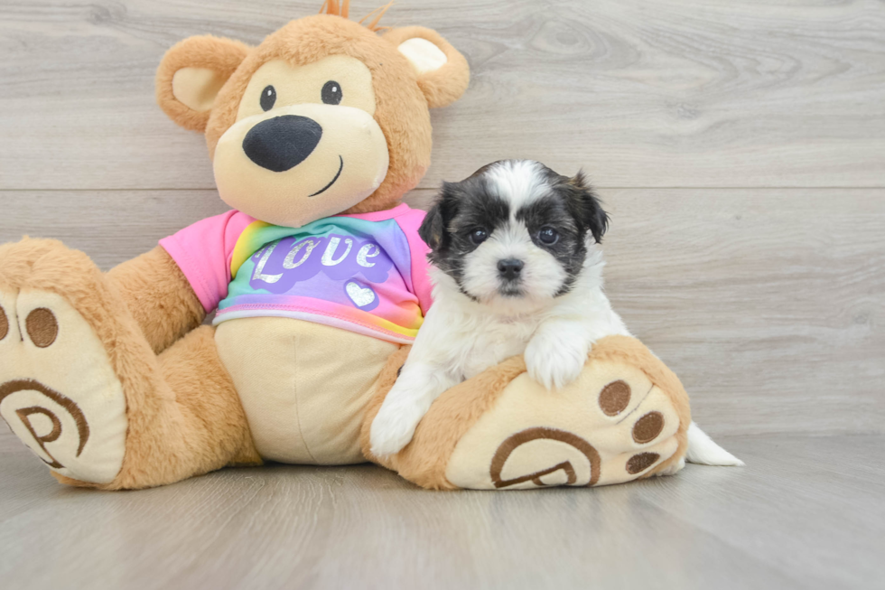 Teddy Bear Puppy for Adoption