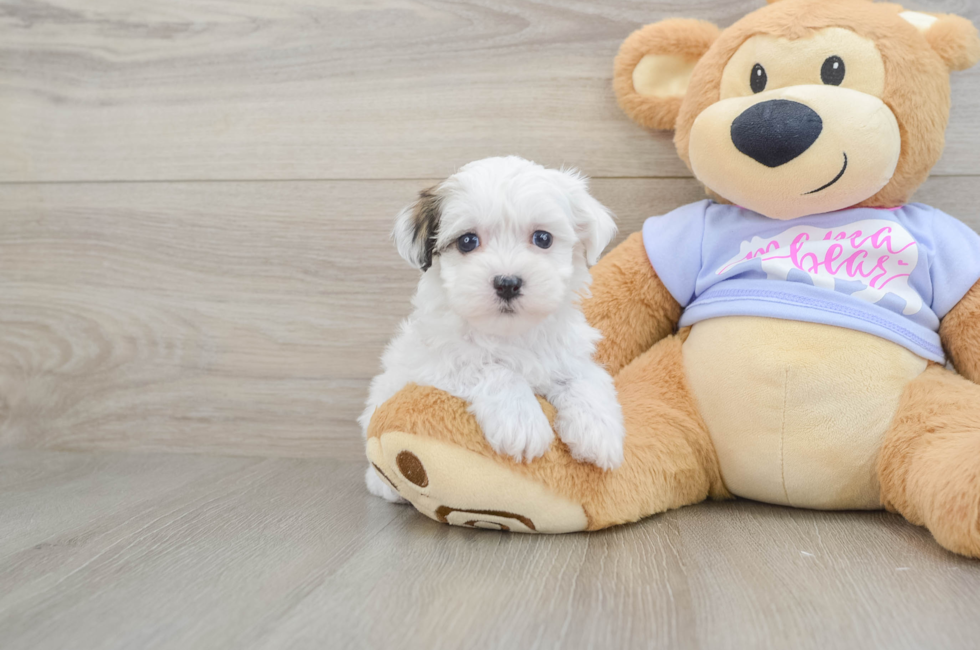 6 week old Teddy Bear Puppy For Sale - Pilesgrove Pups
