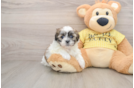 Adorable Shitzu Designer Puppy