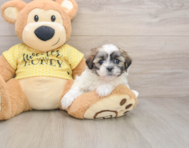 5 week old Teddy Bear Puppy For Sale - Pilesgrove Pups