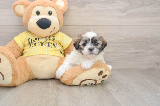 Cute Teddy Bear Baby