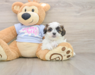 7 week old Teddy Bear Puppy For Sale - Pilesgrove Pups
