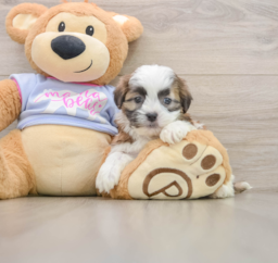 5 week old Teddy Bear Puppy For Sale - Pilesgrove Pups