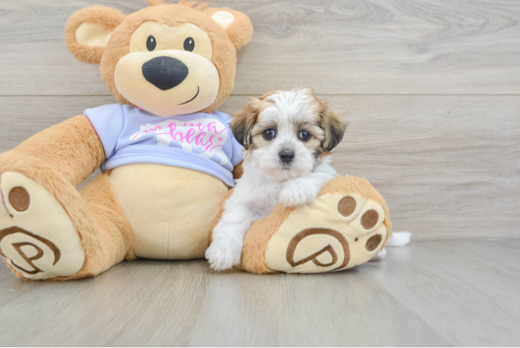 Teddy Bear Puppy for Adoption