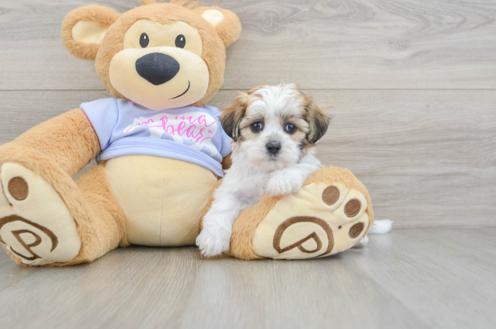 6 week old Teddy Bear Puppy For Sale - Pilesgrove Pups