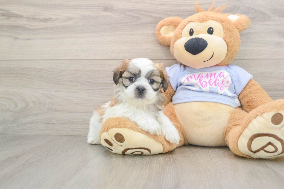 Teddy Bear Pup Being Cute