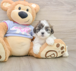 5 week old Teddy Bear Puppy For Sale - Pilesgrove Pups