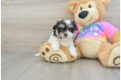 Teddy Bear Puppy for Adoption