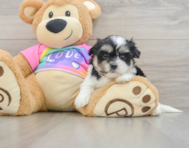 6 week old Teddy Bear Puppy For Sale - Pilesgrove Pups