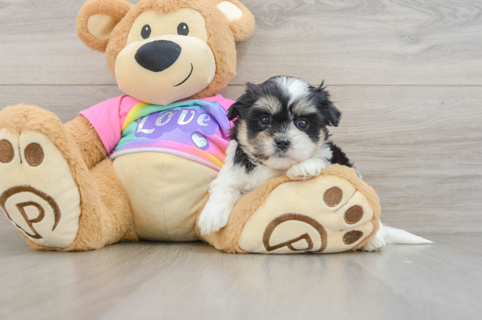 5 week old Teddy Bear Puppy For Sale - Pilesgrove Pups
