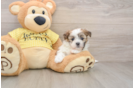 Popular Teddy Bear Designer Pup