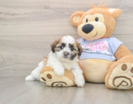 5 week old Teddy Bear Puppy For Sale - Pilesgrove Pups
