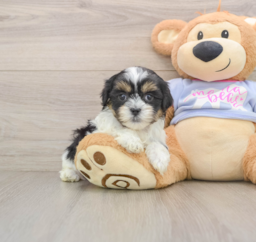 5 week old Teddy Bear Puppy For Sale - Pilesgrove Pups
