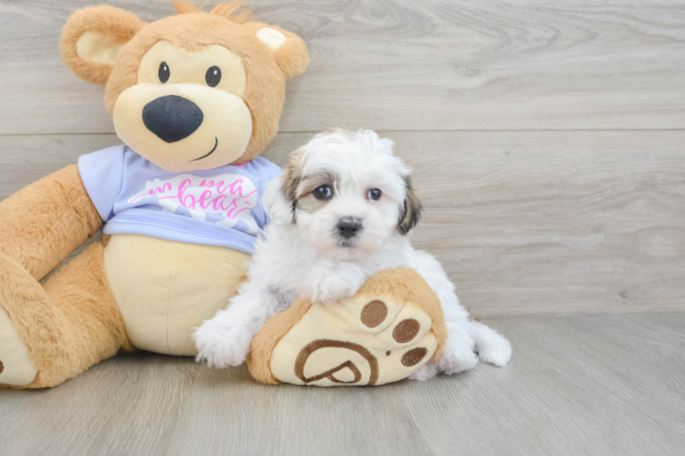 Little Shichon Designer Puppy