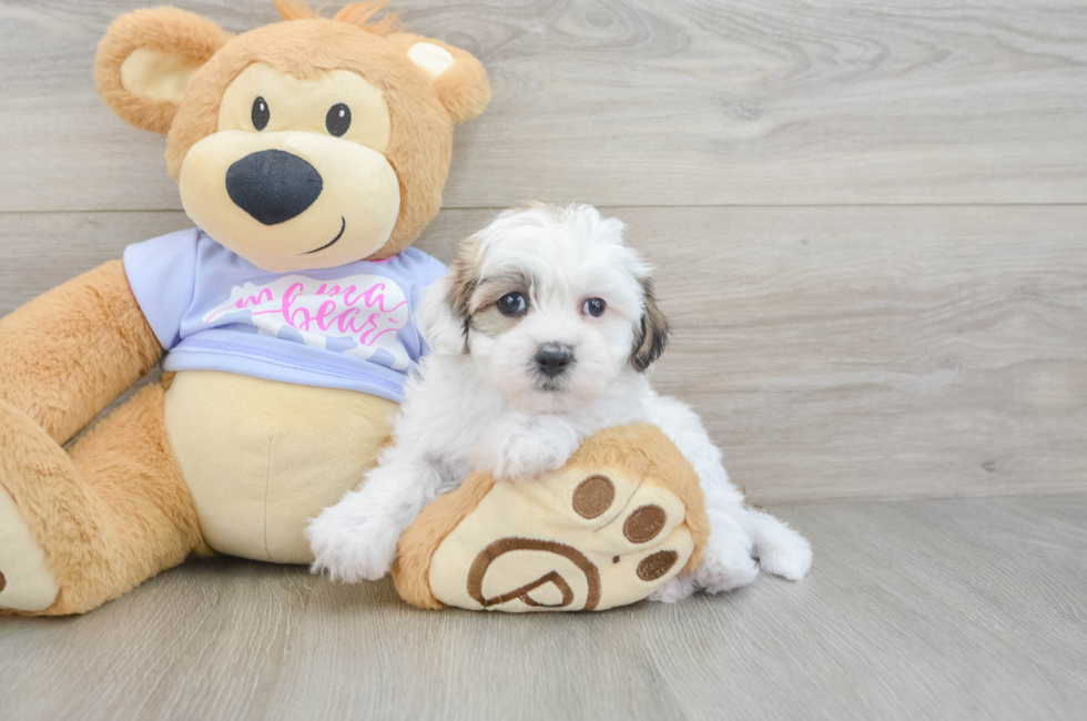 9 week old Teddy Bear Puppy For Sale - Pilesgrove Pups