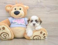 5 week old Teddy Bear Puppy For Sale - Pilesgrove Pups