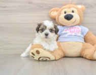 7 week old Teddy Bear Puppy For Sale - Pilesgrove Pups