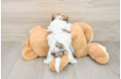 Petite Teddy Bear Designer Pup