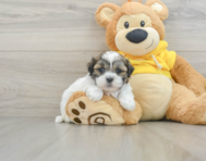 8 week old Teddy Bear Puppy For Sale - Pilesgrove Pups