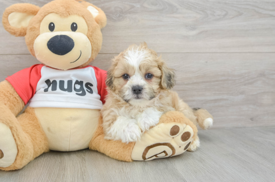Teddy Bear Puppy for Adoption